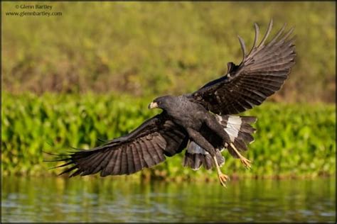 Great Black Hawk Buteogallus Urubitinga Focusing On Wildlife