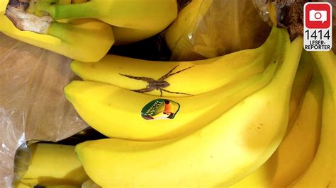 Die phoneutria wird auch brasilianische wanderspinne genannt, da sie. Ihr Biss ist tödlich: Bananenspinnen in zwei Supermärkten ...