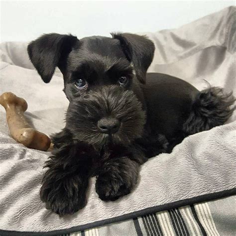 Learn more about black gold akc miniature schnauzers in texas. 4,075 Likes, 46 Comments - Schnauzer World ...