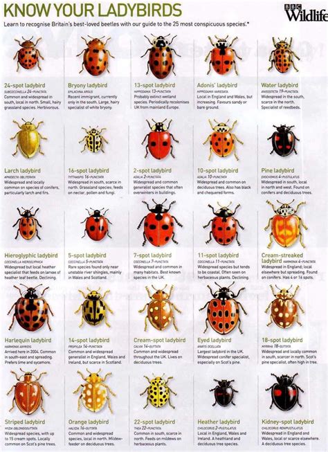 Visual From Facebook Lady Bug Guide Infographictv Number One