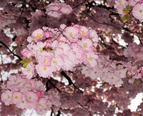 Free Images Branch Flower Petal Spring Produce Pink Flora