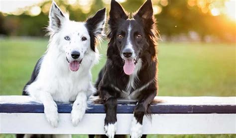 The 5 Most Intelligent Dogs In The World Pets Feed