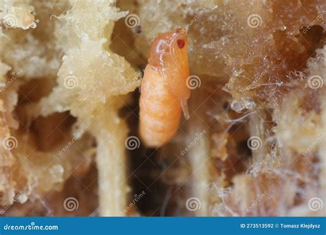 Gnat Pupa Sciaridae De Hongo Oscurecido Encontrado En Los Restos De Una