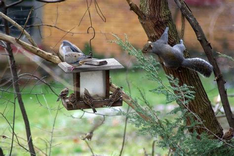 Your Backyard Wildlife Habitat Fall Cleanup Bird Feeding And Fleas