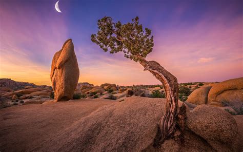 1920x1200 Resolution Joshua Tree National Park 1200p Wallpaper