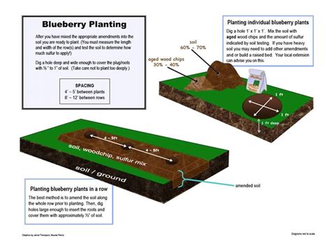 Patriot Blueberry Plant Small Fruit Plants Shipped From
