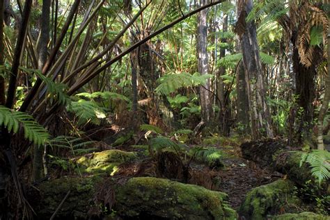Free Stock Photo Of Hawaiian Rainforest Background Photoeverywhere