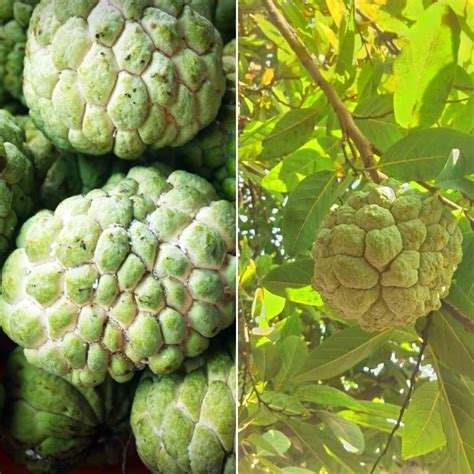 Custard Apple Cultivation Income Yield Project Report Agri Farming