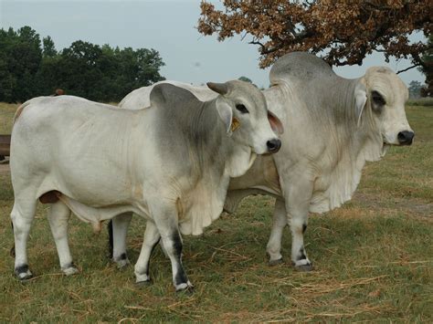 Brahman Cattle 1 Of My Favorite Cattle My Papa Had Over 400 Heads I