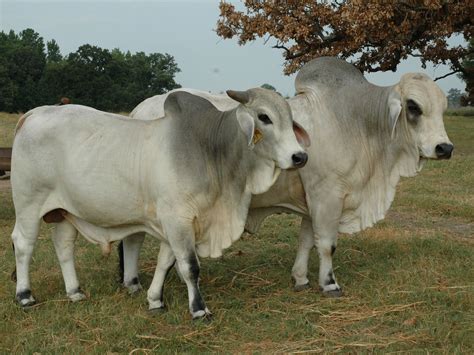 Brahman cattle (zebu) many domestic varieties of a species of ox native to india. brahman cattle 1 of my favorite cattle my papa had over ...