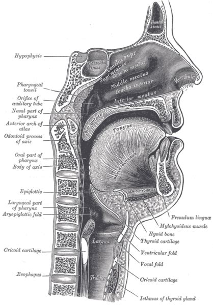Epiglottis Wikidoc