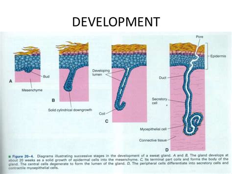 Eccrine Glands By Aseem