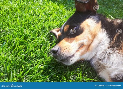 Dog Lying On Grass At The Park Looking Very Cute Stock Image Image Of