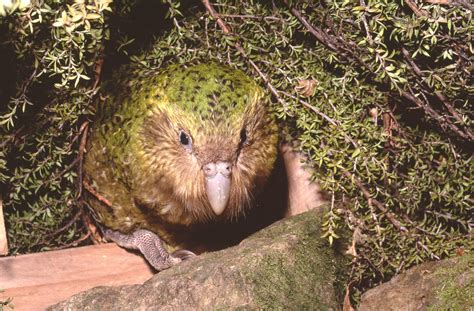 Kakapo Wallpapers High Quality Download Free