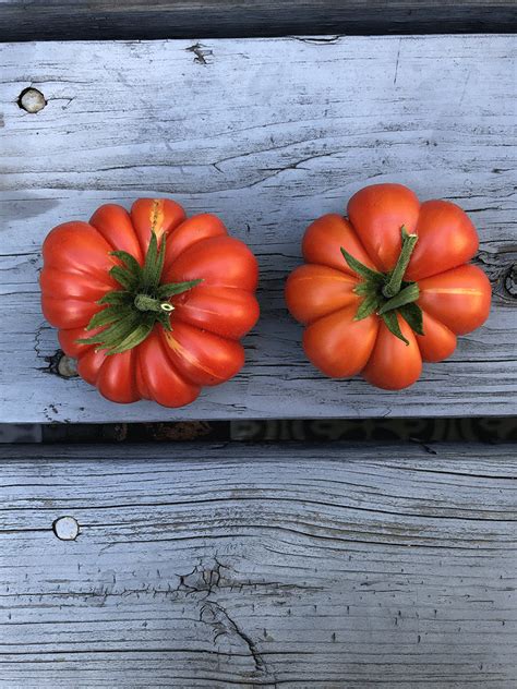 Tomato Costoluto Genovese Seeds Heirloom Seeds Canada