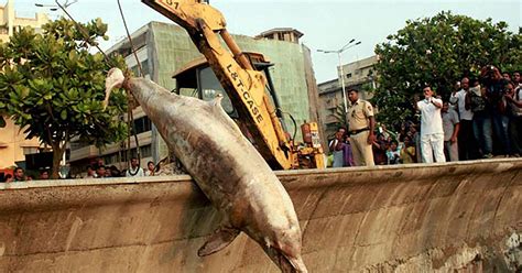 ganga river dolphins on the verge of extinction government