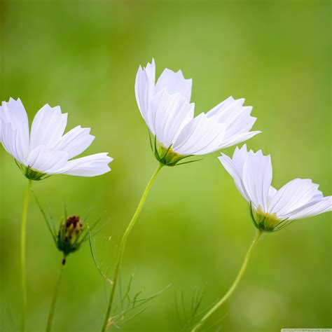 White Cosmos Beautiful Flowers Cool Hd Wallpapers Backgrounds Desktop Iphone And Android Free