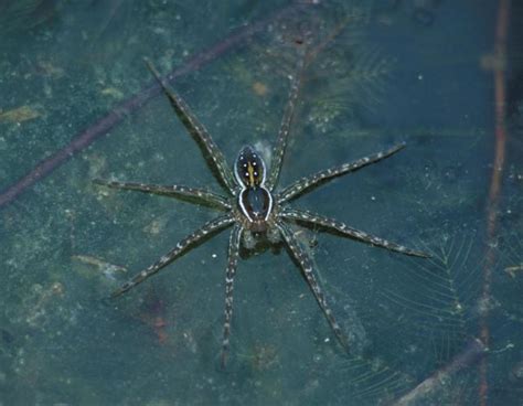 Aquatic Spiders Missouri Department Of Conservation