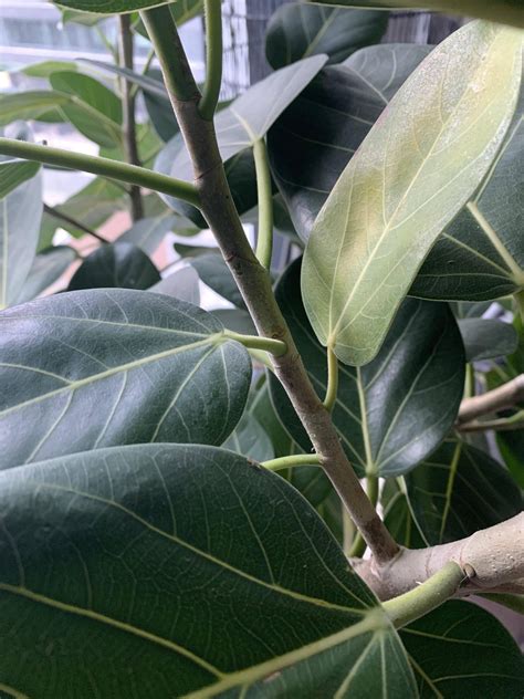 Help With Yellowing Leaves On Audrey Ficus In South Facing Window