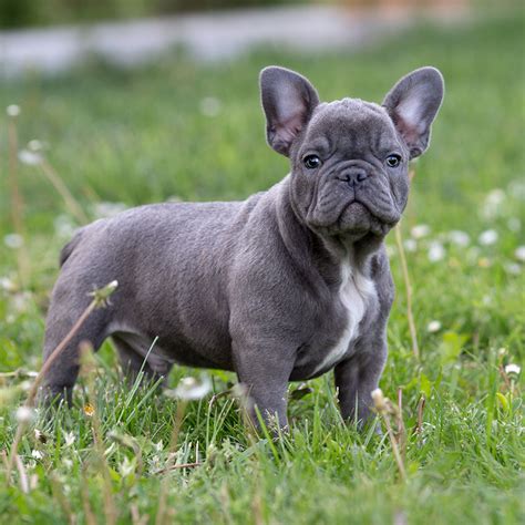 Blue french bulldog puppies, why your breeder is vital… it's worth discussing traits and features you want in your puppy with the breeder. Blue French Bulldog Puppies For Sale Blue Tri Frenchie ...