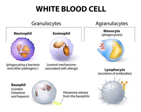 White Blood Cell Diagram Labeled Inspirational Labelled