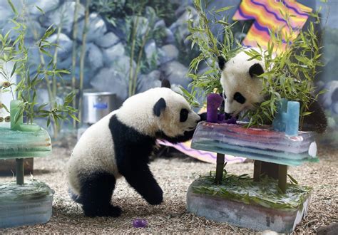 Us Born Panda Twins Return To China But Struggle With The Language