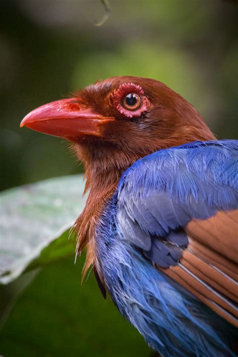 Sri Lanka Blue Magpie Or Ceylon Magpie Urocissa Ornata Flickr