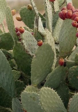 4 where to plant cactus? How Much Sunlight Do Succulents Need Outdoors? - Succulent ...