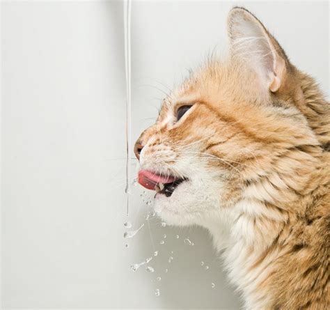 Why Do Cats Like Running Water All About Kitties H2o