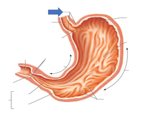 Anatomy Of Stomach Flashcards Quizlet