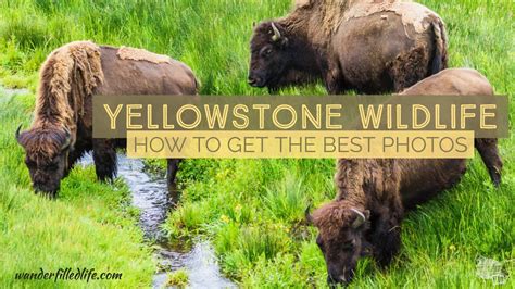 Finding And Photographing Yellowstone Wildlife Our Wander Filled Life