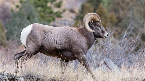 North Dakota Allocates Three Bighorn Sheep Licenses For 2018 Season