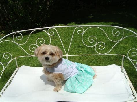 Turquoise Crystal Dog Dress With Matching Lea Baxterboo