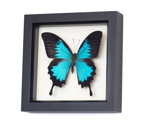 Butterfly Wall Art Framed Butterflies Swallowtail Display Butterfly Wall Art Butterfly Frame