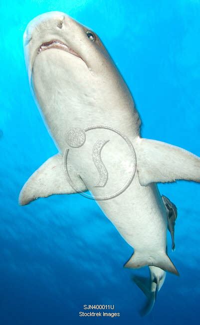Whitetip Reef Shark Kimbe Bay Papua New Guinea Stocktrek Images
