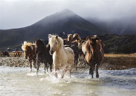 The five Gaits of the Icelandic horse. - Islandshestar.is