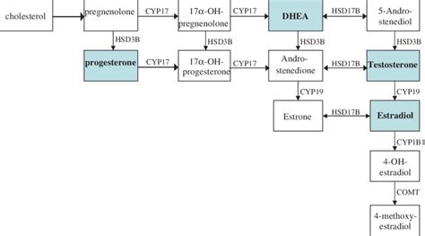 Sex Hormone Synthesis Pathway Dhea Dehydroepiandrosterone Comt Download Scientific Diagram