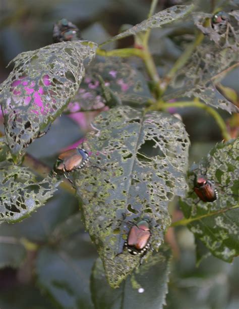 Japanese Beetles On Vacation In The Lakes Region Nh Miracle Farms