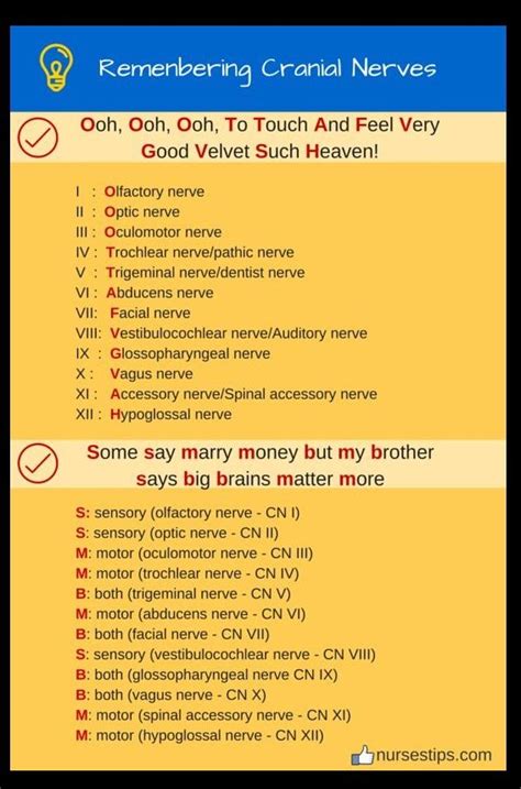 acronym mnemonics for remembering 12 cranial nerves one simple way to learn the cranial nerves