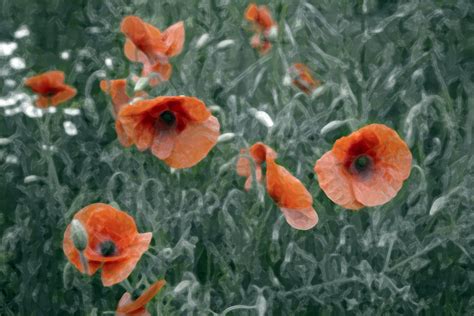 Poppies Free Stock Photo Public Domain Pictures