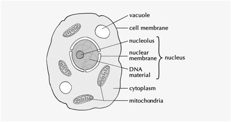 Easy Diagram Of Animal Cell Animal Cells Biology For Students