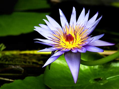Your floral wallpaper stock images are ready. wallpapers: Water lily flowers wallpapers