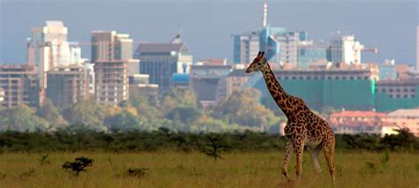 Nairobi National Park Kenya Wildlife Destinations Kenya Wildlife