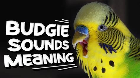 Budgie Sounds Meaning Youtube