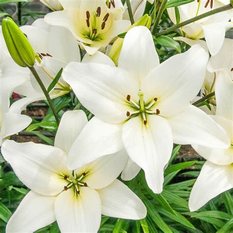 white county asiatic lily asiatic lilies for sale breck s
