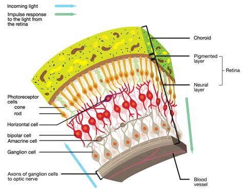17.2 invertebrate structure and function. Cross section of the human retina. | Download Scientific ...