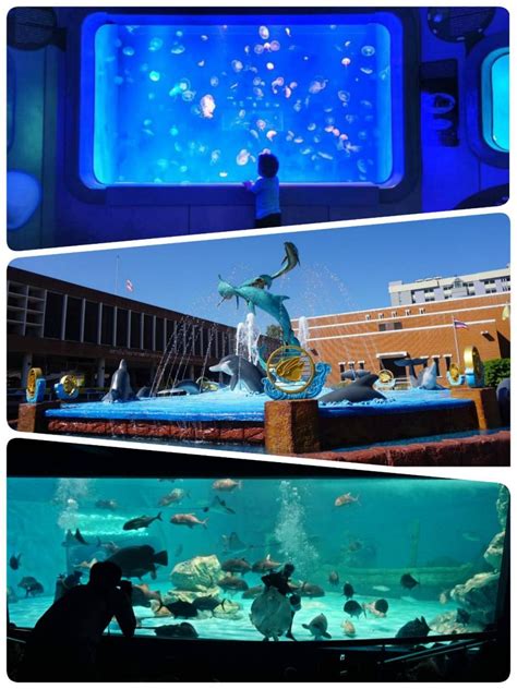 Lets Go To See The Underwater World With 4 Aquariums And Aquariums