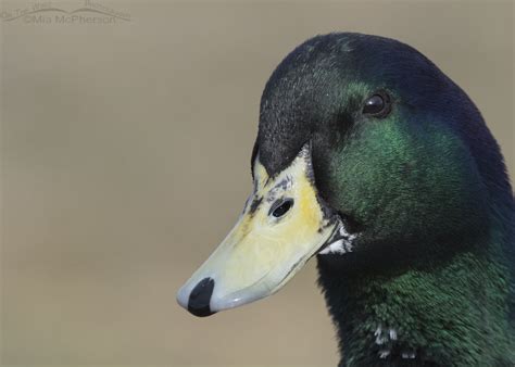 Hidden Face On A Domestic Mallards Bill On The Wing Photography