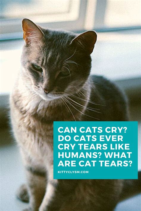 Can Cats Cry Do Cats Ever Cry Tears Like Humans What Are Cat Tears