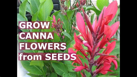 How To Grow Cannas From Seed How To Grow Canna Lilies Canna Lily